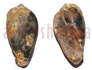 Heera Shankh 096 40.